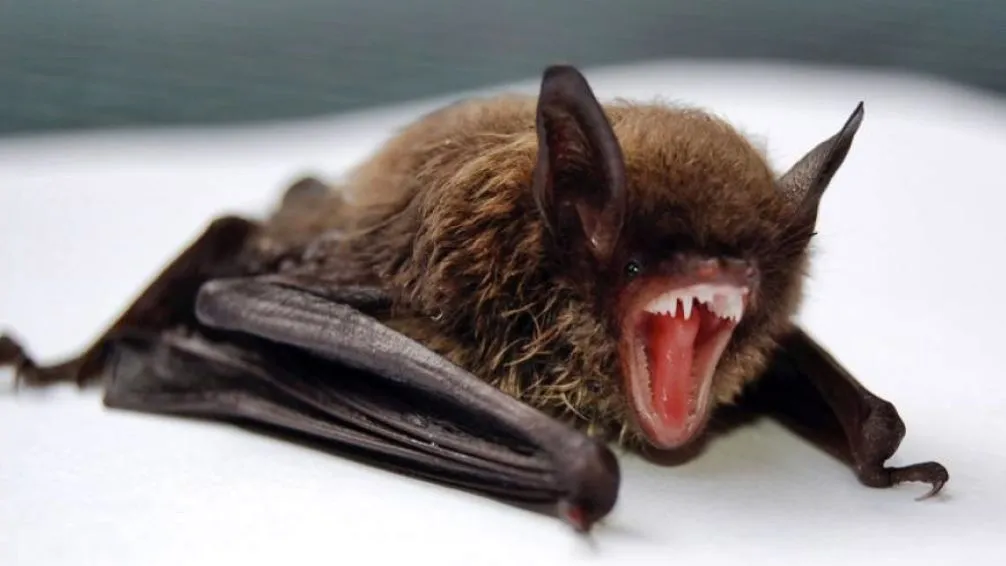 Por un caso de murciélago con rabia se activó el protocolo de vacunación antirrábica de mascotas