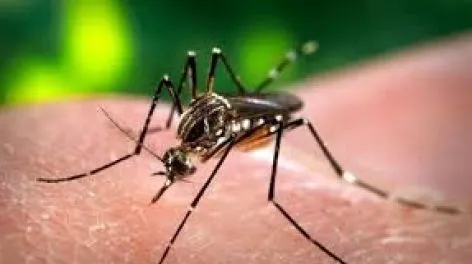 Las muertes por dengue ascienden a 197 en Argentina