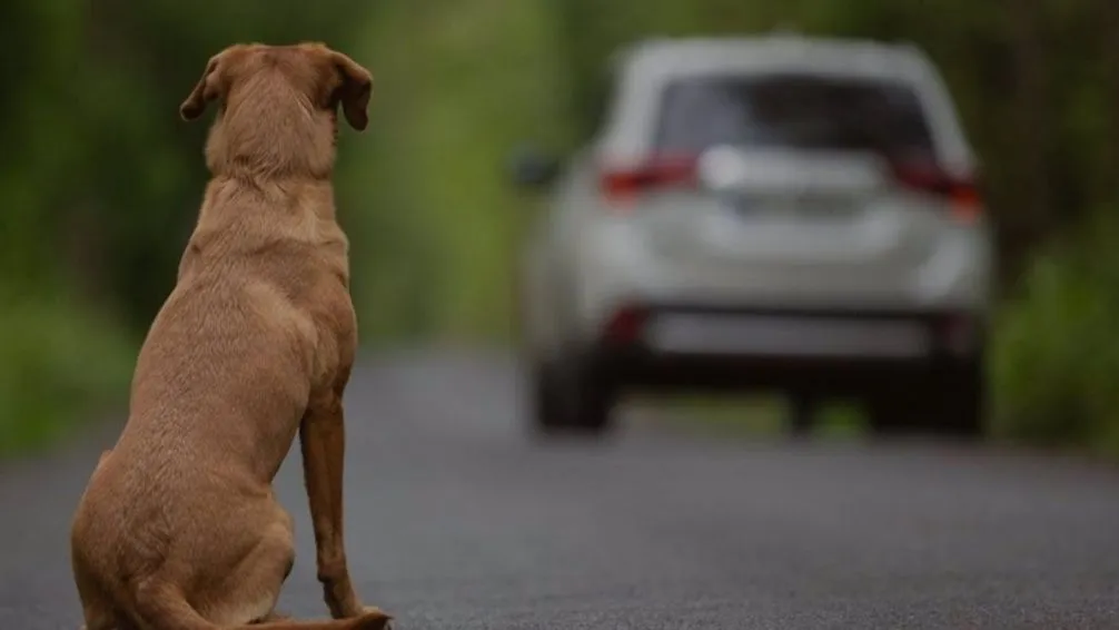 El abandono de mascotas crece durante el verano: una crisis social que exige conciencia y acción