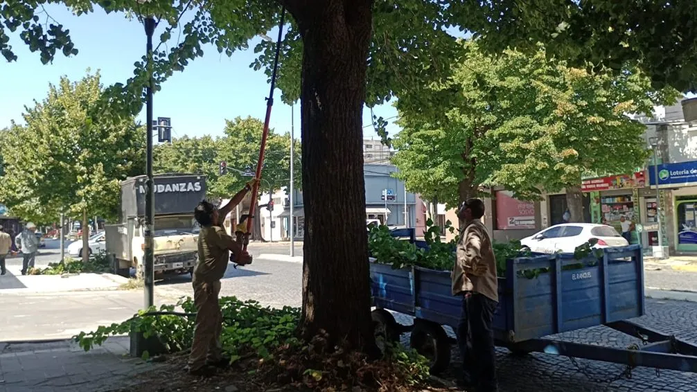 Cortes de tránsito y cambios en recorridos del transporte público por tareas de poda en avenida Colón