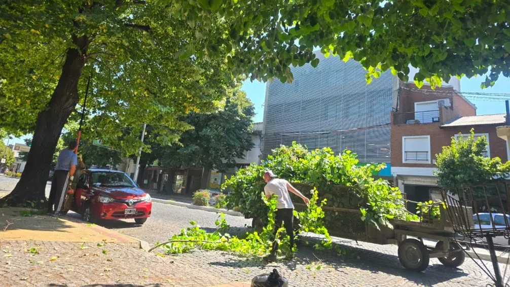 Cambios de recorrido del transporte por tareas de poda en av. Colón