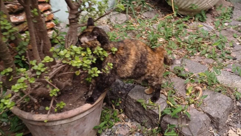 "Senasa Tandil, el sentido común y una gatita que podrá viajar"