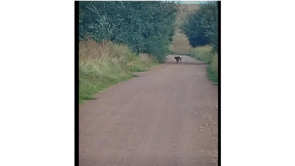 Divisan un puma en un camino vecinal