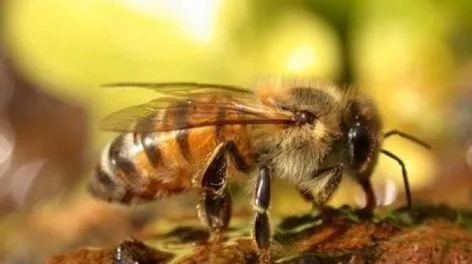 Rosario: un hombre murió tras ser picado por 150 abejas