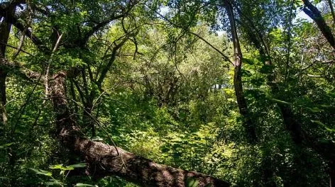 La Provincia de Buenos Aires denuncia ante la Corte Suprema al Estado Nacional para proteger los Bosques Nativos