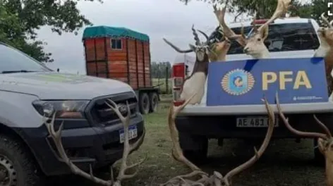 Tenía 300 animales salvajes en Balcarce y la fiscal pide juicio oral 