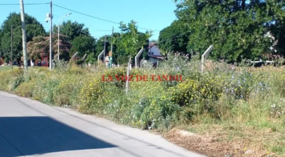 Pasan 20 días y cero respuesta a un reclamo por corte de pasto en veredas de la Escuela Secundaria 1