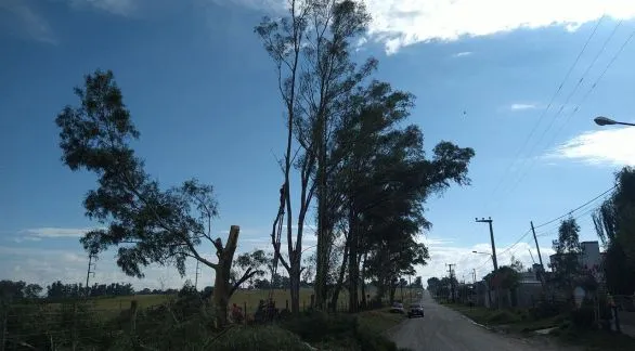 Particular se puso a podar un árbol y le cortó la luz a 2600 usuarios