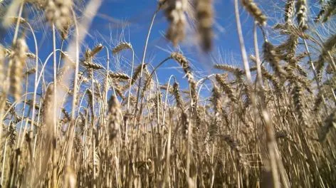 Estados Unidos aprobó el trigo tolerante a la sequía creado en la Argentina