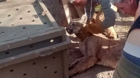 Trasladaron a Tandil a un puma encontrado en un pueblo del Partido de Gral. Pueyrredon